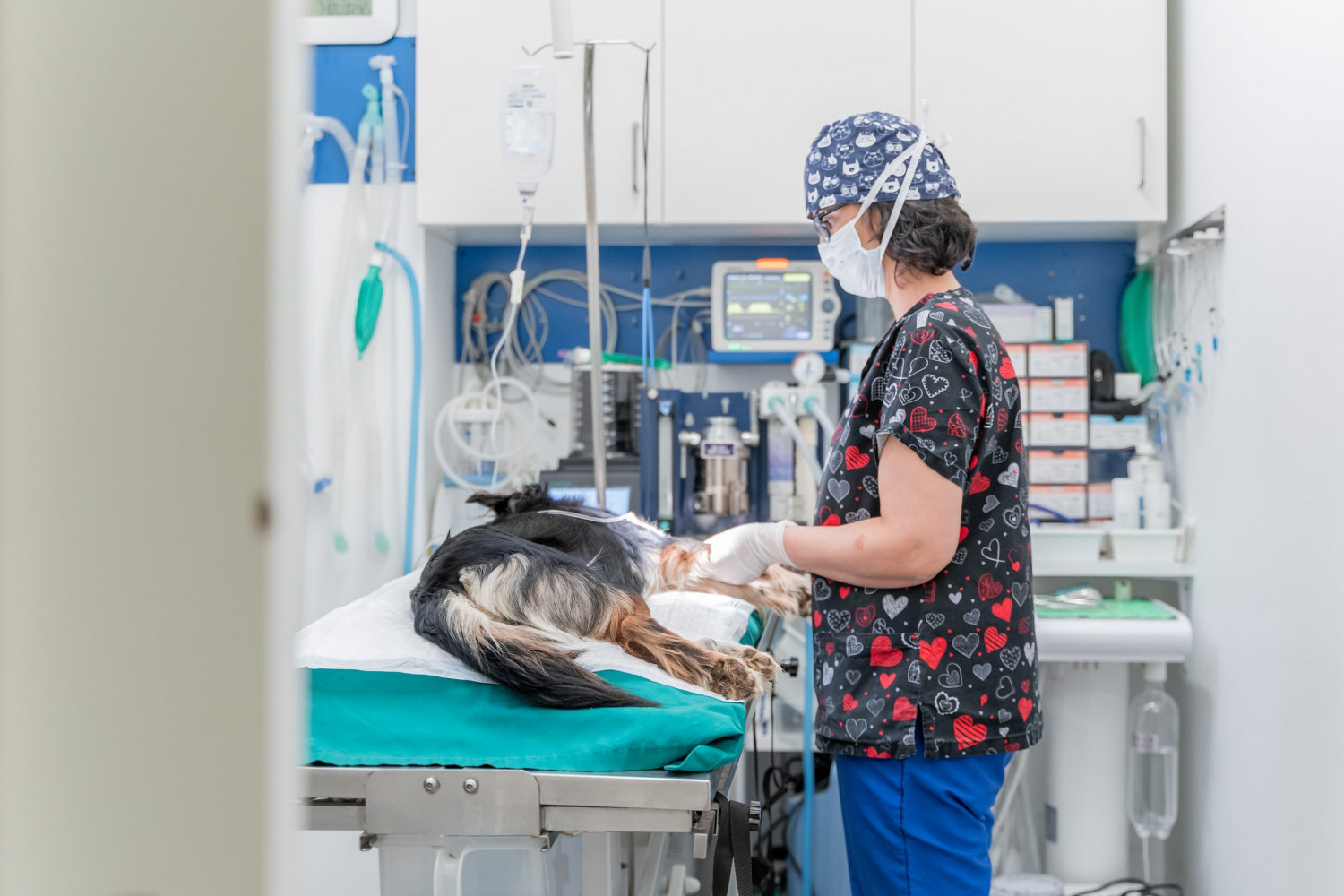 Animalicos - foto de la clínica veterinaria