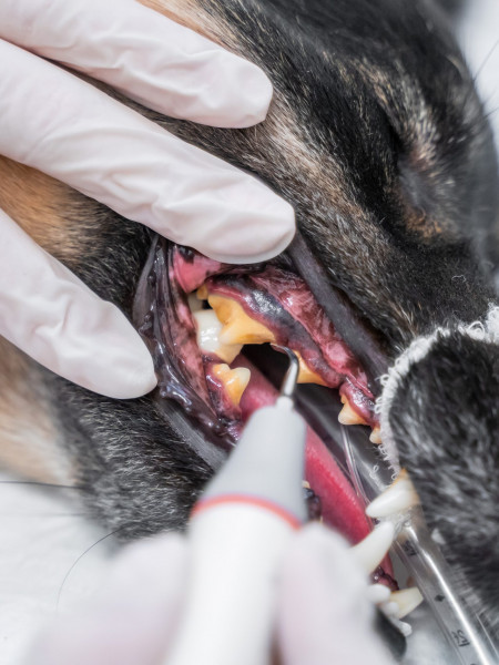 Animalicos - Limpieza dental