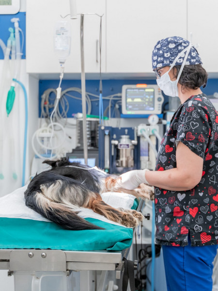 Animalicos - Cirugía general