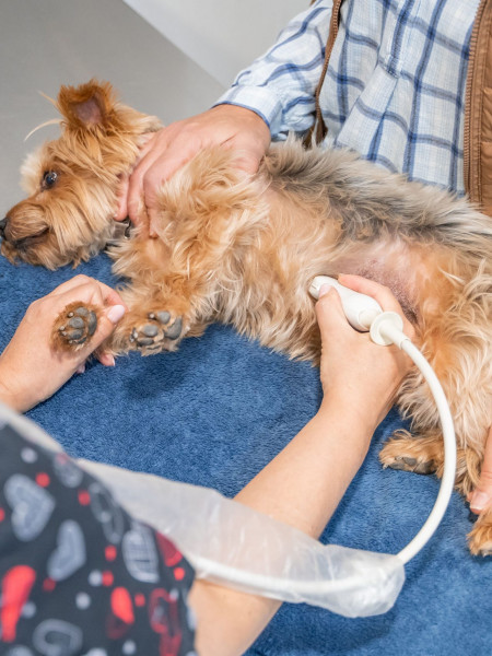 Animalicos - Ecografía