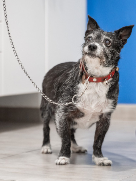 Animalicos - Urgencias