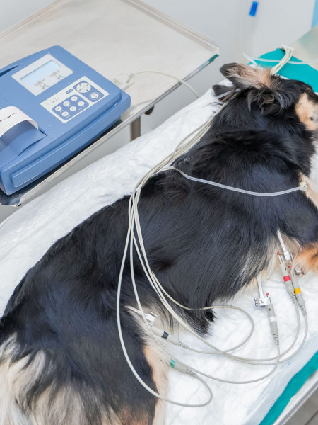 Animalicos - Electrocardiografía