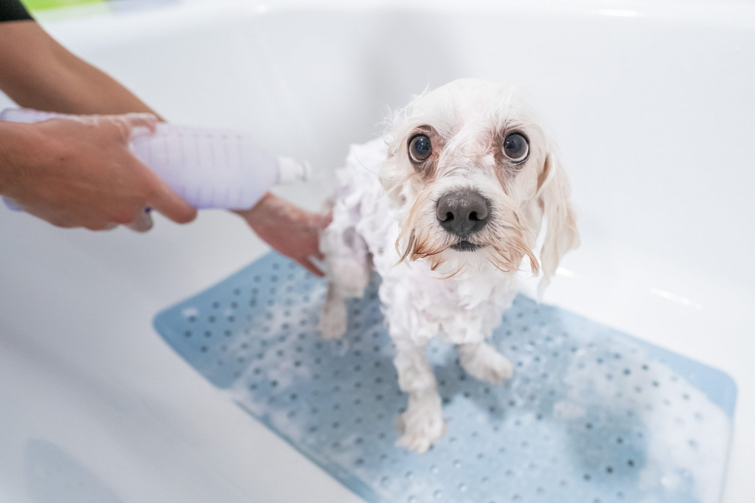 Animalicos - foto de la clínica veterinaria