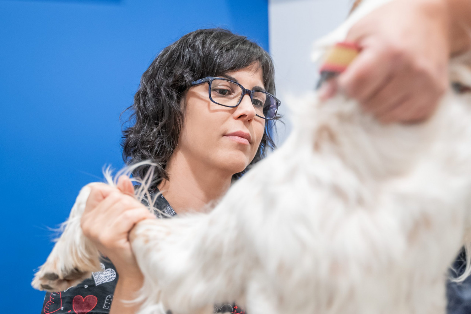 Animalicos - foto de la clínica veterinaria