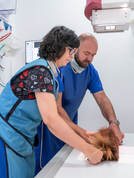 Animalicos - Radiología digital directa