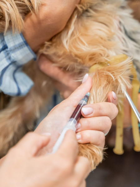 Animalicos - Consulta de medicina interna