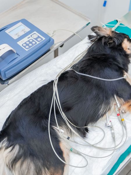 Animalicos - Electrocardiografía