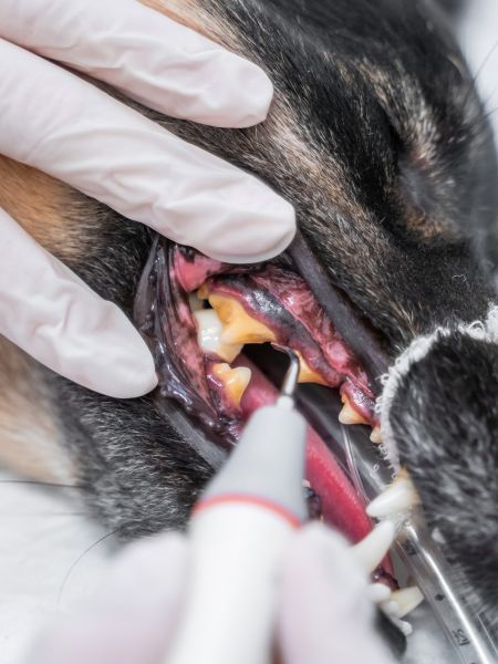 Animalicos - Limpieza dental